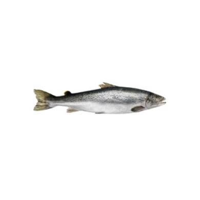 C. Wirthy & Co. Blackened Salmon Fillets 300g