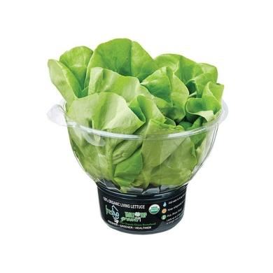 Fresh& Co Organic Lettuce 100g