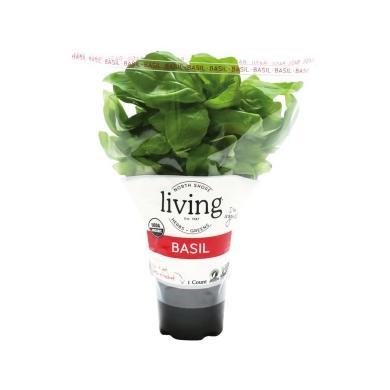 Living Basil 100g